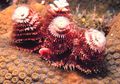 Ada Pohon Natal Cantik di Bawah Laut, lo! Sudah Pernah Tahu?
