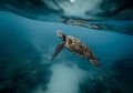 Saat Terjadi Tsunami, Bagaimana Keadaan Satwa yang Tinggal di Laut?