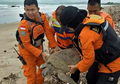 Tsunami di Banten dan Lampung Menyebabkan Banyak Penyu Terdampar