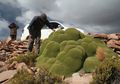 Ada Gumpalan Hijau Misterius di Gurun Atacama, Apa itu Tumbuhan?