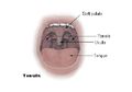 Mengenal Uvula, Anak Lidah yang Bergantung di Ujung Tenggorokan Kita