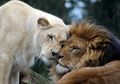 Buaya dan Singa Termasuk Apex Predator, Apa Itu Apex Predator?
