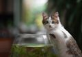 7 Hal yang Hanya Dimengerti Pemilik Kucing, Bagaimana dengan Kamu?