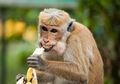 Benarkah Monyet Suka Pisang? Cari Tahu Fakta Monyet dan Pisang, yuk!