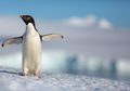 Penguins, Film Dokumenter Buatan Disney untuk Memperingati Hari Bumi