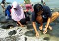 Akibat Gelombang Tinggi, Ribuan Kerang Terdampar di Pantai Kendal