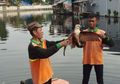 Seekor Elang Bondol Terjatuh di Kali Grogol, Apa Sebabnya?
