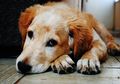 Sering Lihat Anjing Berputar-putar Sebelum Tidur? Ini Alasannya