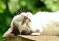 Wah, Ternyata Hewan Juga Bisa Bermimpi, Kucing Salah Satunya!