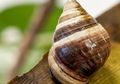 Siput Paling Kesepian Sekaligus Siput Pohon Hawaii Terakhir Mati