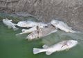 Ikan-Ikan Sungai di Australia Mengalami Kematian Massal, Apa Sebabnya?