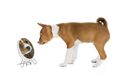 Anjing Basenji Tak Bisa Menggonggong, Bagaimana Mereka Berkomunikasi?