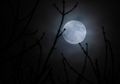 Fenomena Supermoon Juga Memengaruhi Laut dan Satwa di Dalamnya, lo!