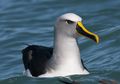 Kenalan dengan Burung Buller Albatross, Burung yang Bisa Berenang