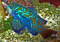 Hati-Hati! Ikan Mandarin yang Cantik Ini Ternyata Beracun, lo!