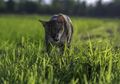 Kucing Muntah Bulu, Apakah Berbahaya bagi Kesehatannya?