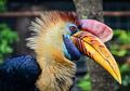 Kisah Sedih Burung Rangkong, Burung Cantik yang Banyak Diburu Paruhnya