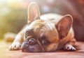 Yuk, Perhatikan 12 Perilaku yang Menunjukkan Kalau Anjing Sedang Stres