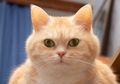 Bukan Diberi Nasi, Simak Tips Agar Kucing Peliharaan Cepat Gemuk, yuk!