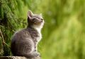 8 Kucing Termahal di Dunia, Ada yang Sampai Ratusan Juta, lo!