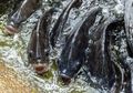 Wah, Kulit Ikan Nila Bisa Membantu Penyembuhan Luka Bakar, lo!