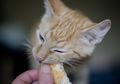 Hati-Hati, 6 Makanan Ini Bisa Membuat Kucing Kita Sakit, lo!