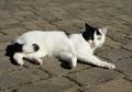 Cara Melatih Kucing agar Mengenali Namanya, Bisa Dicoba di Rumah