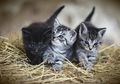 Teman-Teman Bisa Membantu Kucing Melahirkan, lo! Simak Tipsnya, yuk!