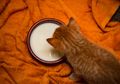 Sering Diabaikan, Ini Alasan Kucing Tidak Boleh Minum Susu Sapi
