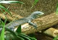 Wah, Ada Biawak Asli Asal Indonesia yang Juga Terancam Punah, lo!