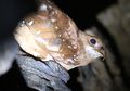 Burung Oilbird Punya Perilaku yang Sama dengan Kelelawar, lo!