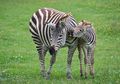 Apa Fungsi Garis Pada Zebra? Peneliti Sudah Menemukan Jawabannya, lo!