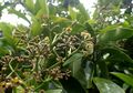 Pisonia Brunoniana, Pohon Misterius yang Menjebak Banyak Burung Laut