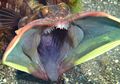 Wah, Ikan Ini Berubah Seperti Monster Saat Sedang Bertarung!
