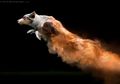 Wah, Anjing-anjing Ini Terlihat Seperti Superhero! Apa Rahasianya, ya?