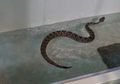 Kebun Binatang di Australia Buat Kolam Renang Khusus Reptil, untuk Apa?
