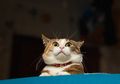 Pernah Lihat Kucing Ketakutan karena Mentimun? Ternyata Ini Alasannya