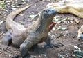 Taman Nasional Komodo di NTT Akan Ditutup Selama Satu Tahun, Ada Apa?