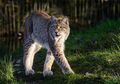 Bobcat, Kucing Hutan yang Suka Menyendiri, Cari Tahu Faktanya, yuk!