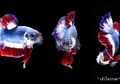 Ikan Cupang Termahal di Dunia Ini Mirip Bendera Negara Thailand, lo!