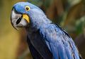 Bulu Burung Ini Terlihat Berwarna Biru, Tapi Sebenarnya Hitam, lo!