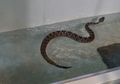 Unik! Kebun Binatang di Melbourne Buat Tempat Olahraga untuk Reptil