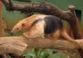 Tamandua, Pemakan Serangga yang Suka Memanjat Pohon, Pernah Tahu?
