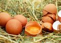 Sering Mendapatkan Telur Busuk? Coba Tes Kesegaran Telur, yuk!