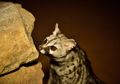 Mirip Kucing Sekaligus Mirip Luwak, Hewan Apa, ya? #akubacaakutahu