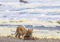 Singa Gurun Namibia Terlihat Memakan Hewan Laut, Apa Sebabnya, ya?