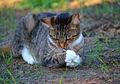 Pernah Lihat Kucing Membawa Hewan Mati ke Rumah? Ini Alasannya