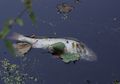 Saat Ikan Mati, Tubuhnya Terbalik dan Mengapung, Kenapa, ya?