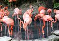 Ratusan Flamingo di Afrika Selatan Harus Dipindahkan, Apa Sebabnya?