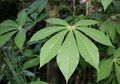 Ada Berbagai Jenis Daun, Salah Satunya Daun Menjari, Seperti Apa Cirinya?